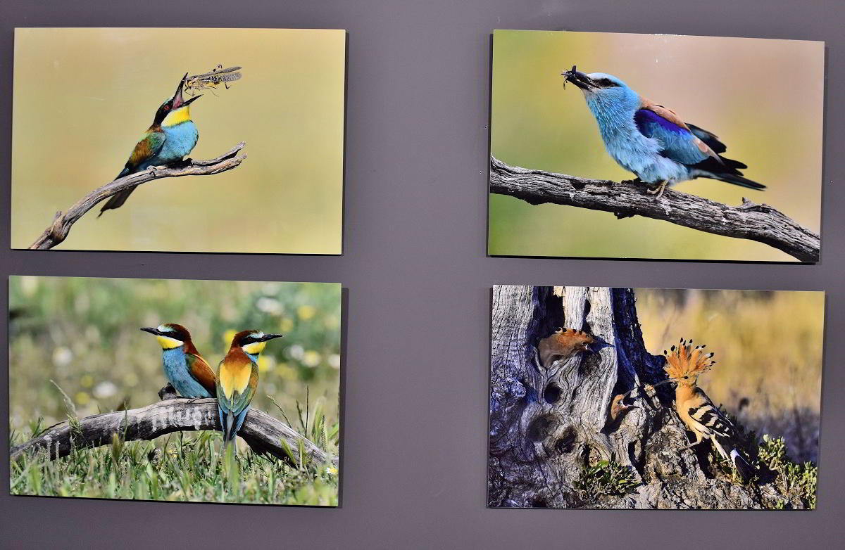 Conexiones Naturales: La Exposición Fotográfica 'Cuatro Objetivos, Una Tierra' 30 Conexiones Naturales: La Exposición Fotográfica 'Cuatro Objetivos, Una Tierra' 30