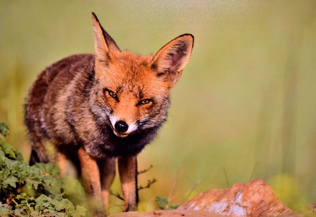 Conexiones Naturales: La Exposición Fotográfica 'Cuatro Objetivos, Una Tierra' 29 Conexiones Naturales: La Exposición Fotográfica 'Cuatro Objetivos, Una Tierra' 29