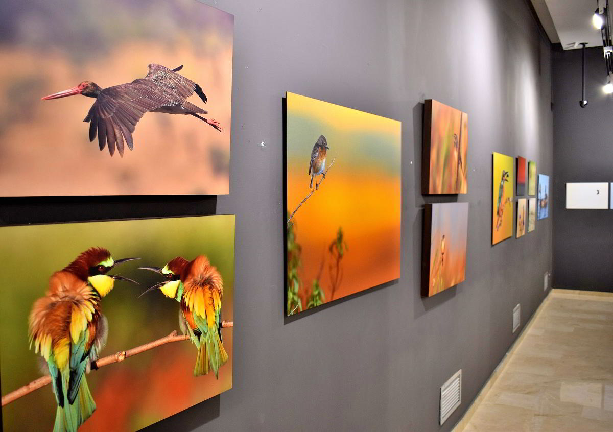 Conexiones Naturales: La Exposición Fotográfica 'Cuatro Objetivos, Una Tierra' 27 Conexiones Naturales: La Exposición Fotográfica 'Cuatro Objetivos, Una Tierra' 27