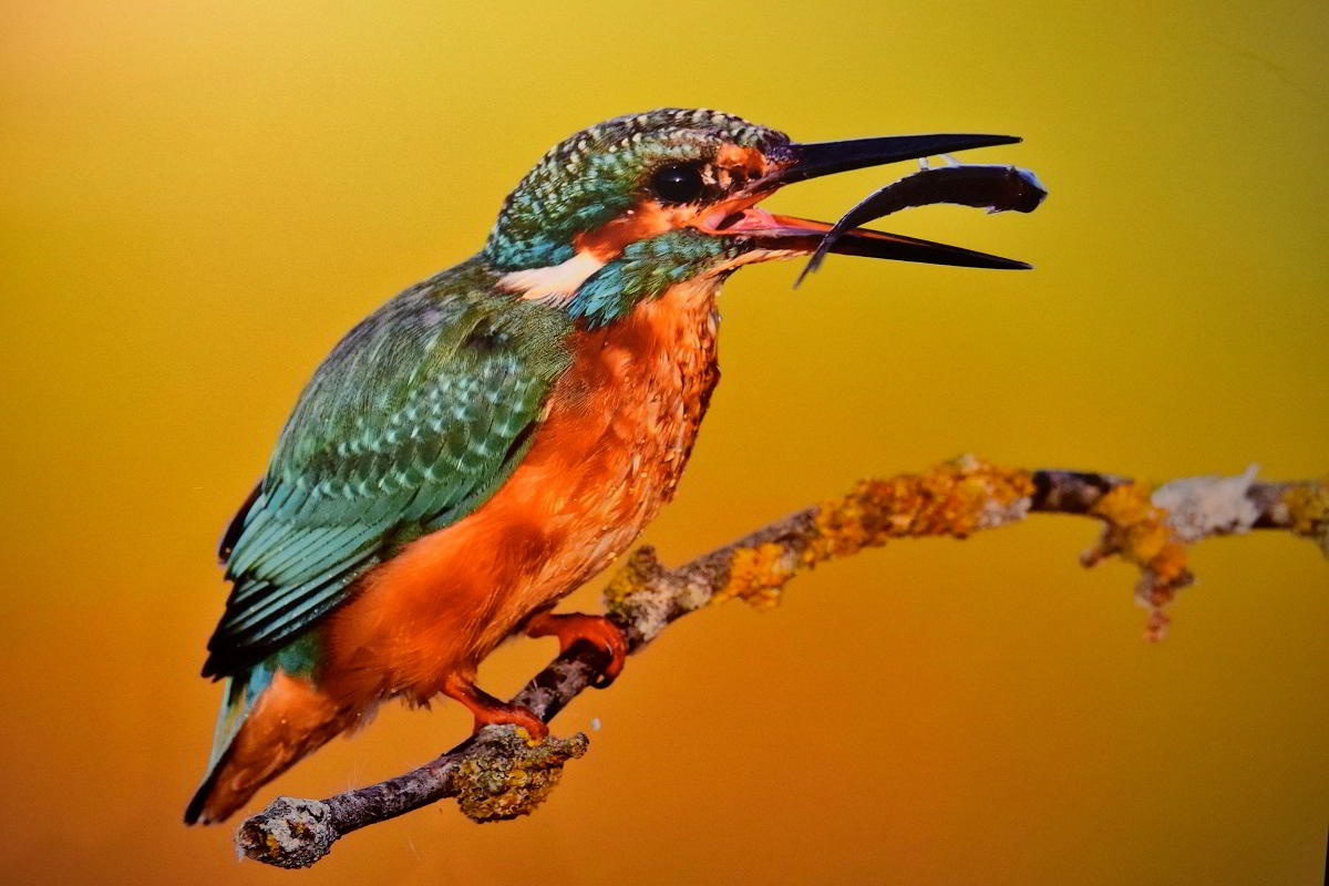 Conexiones Naturales: La Exposición Fotográfica 'Cuatro Objetivos, Una Tierra' 28 Conexiones Naturales: La Exposición Fotográfica 'Cuatro Objetivos, Una Tierra' 28