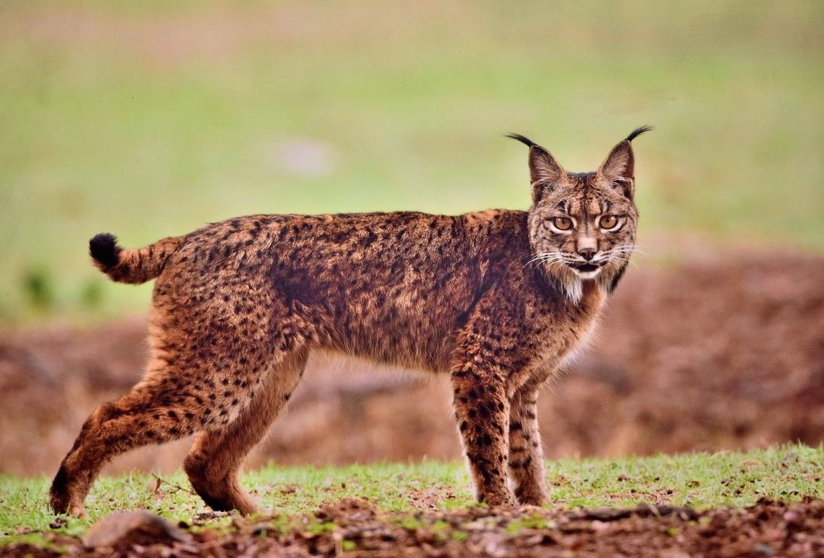 Conexiones Naturales: La Exposición Fotográfica 'Cuatro Objetivos, Una Tierra' 33 Conexiones Naturales: La Exposición Fotográfica 'Cuatro Objetivos, Una Tierra' 33