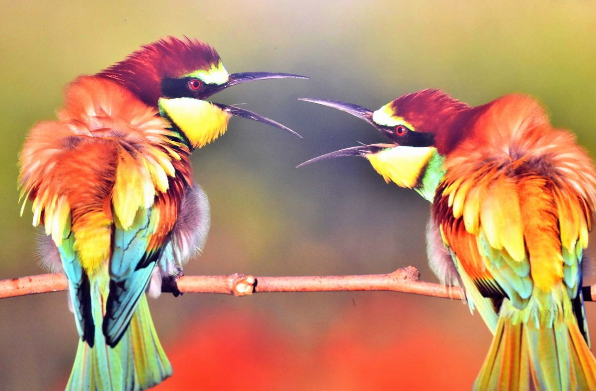 Conexiones Naturales: La Exposición Fotográfica 'Cuatro Objetivos, Una Tierra' 32 Conexiones Naturales: La Exposición Fotográfica 'Cuatro Objetivos, Una Tierra' 32