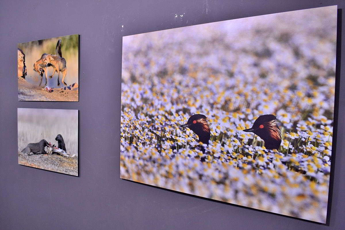 Conexiones Naturales: La Exposición Fotográfica 'Cuatro Objetivos, Una Tierra' 34 Conexiones Naturales: La Exposición Fotográfica 'Cuatro Objetivos, Una Tierra' 34