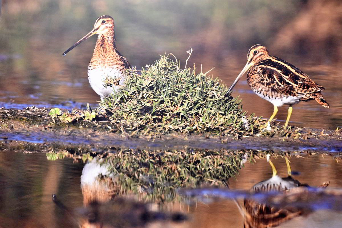 Conexiones Naturales: La Exposición Fotográfica 'Cuatro Objetivos, Una Tierra' 38 Conexiones Naturales: La Exposición Fotográfica 'Cuatro Objetivos, Una Tierra' 38