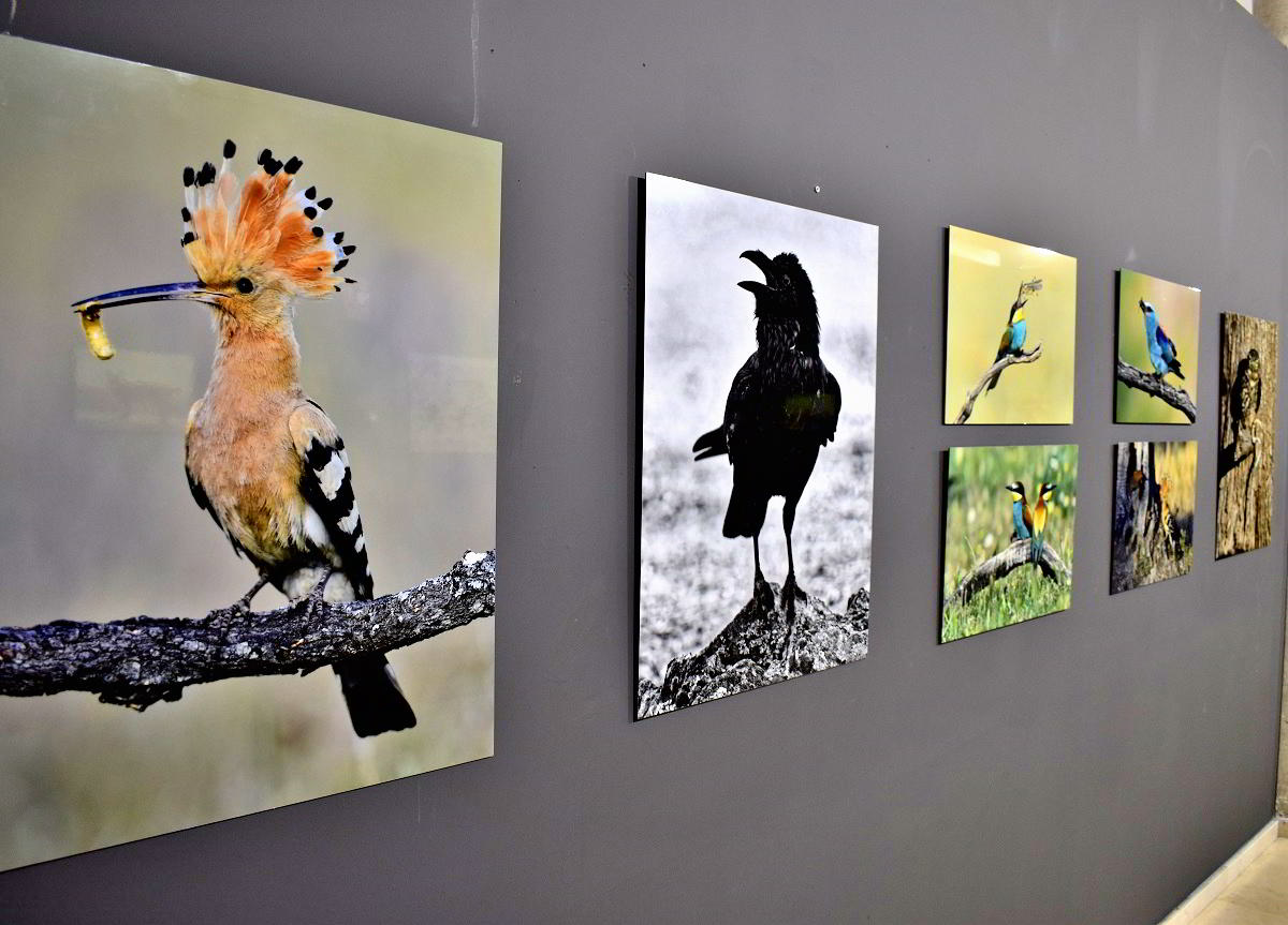 Conexiones Naturales: La Exposición Fotográfica 'Cuatro Objetivos, Una Tierra' 37 Conexiones Naturales: La Exposición Fotográfica 'Cuatro Objetivos, Una Tierra' 37