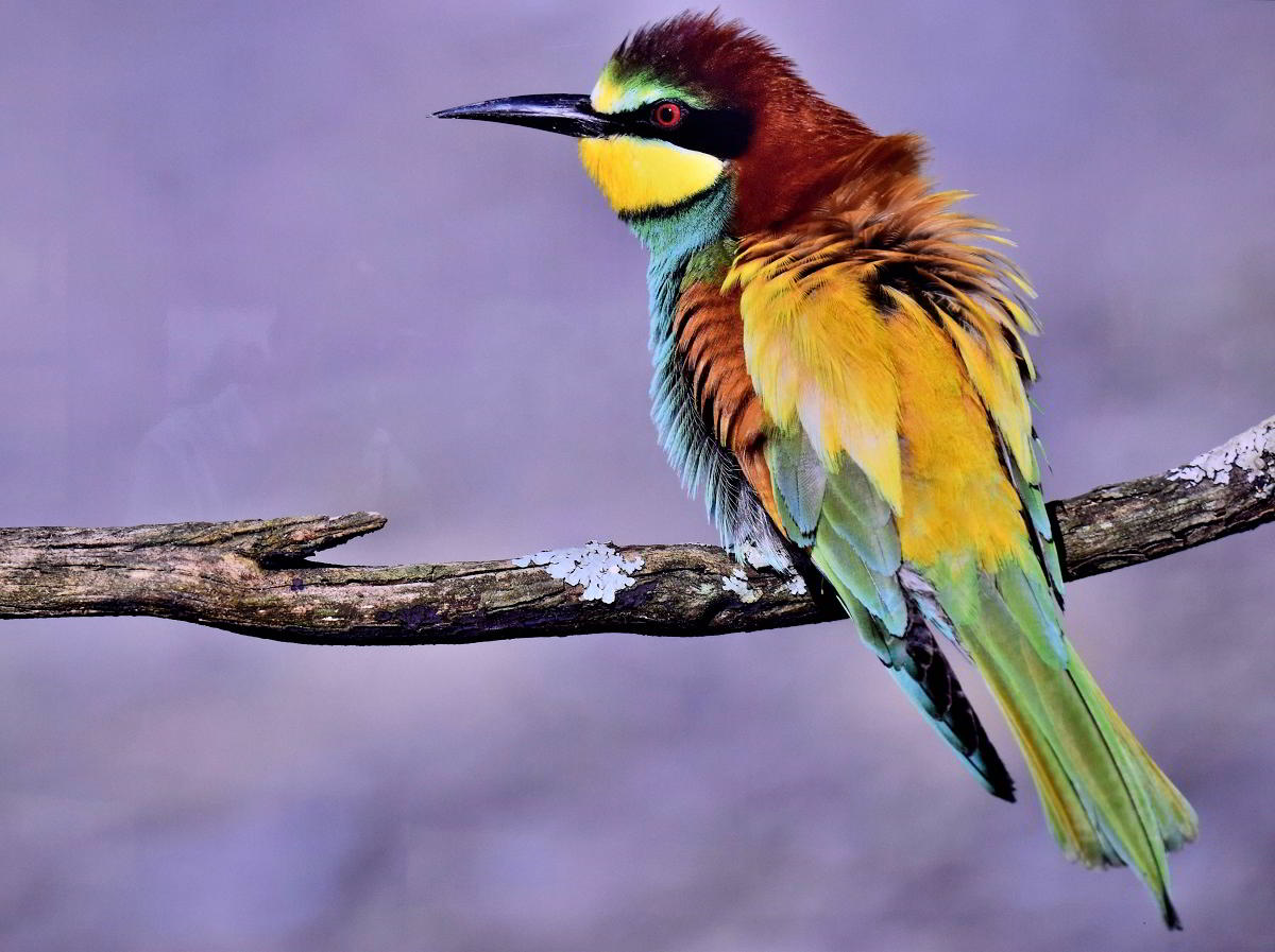 Conexiones Naturales: La Exposición Fotográfica 'Cuatro Objetivos, Una Tierra' 35 Conexiones Naturales: La Exposición Fotográfica 'Cuatro Objetivos, Una Tierra' 35