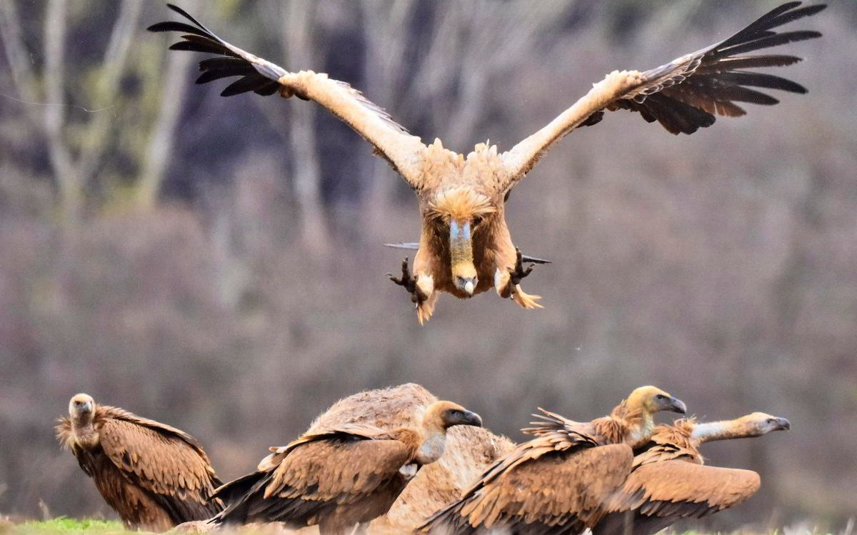 Conexiones Naturales: La Exposición Fotográfica 'Cuatro Objetivos, Una Tierra' 42 Conexiones Naturales: La Exposición Fotográfica 'Cuatro Objetivos, Una Tierra' 42