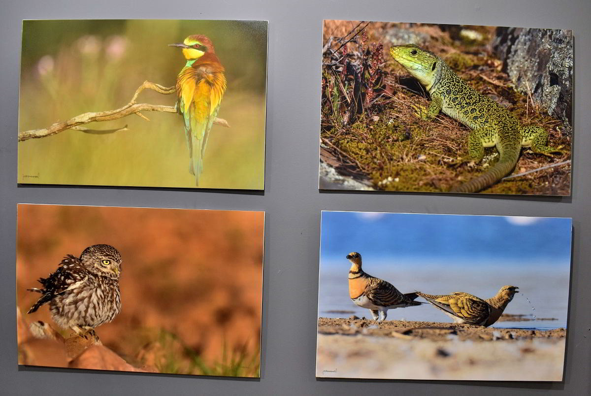 Conexiones Naturales: La Exposición Fotográfica 'Cuatro Objetivos, Una Tierra' 41 Conexiones Naturales: La Exposición Fotográfica 'Cuatro Objetivos, Una Tierra' 41