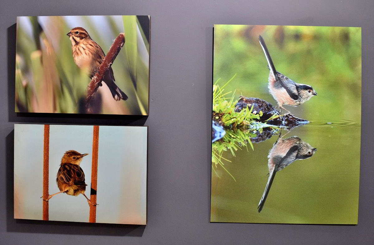 Conexiones Naturales: La Exposición Fotográfica 'Cuatro Objetivos, Una Tierra' 39 Conexiones Naturales: La Exposición Fotográfica 'Cuatro Objetivos, Una Tierra' 39