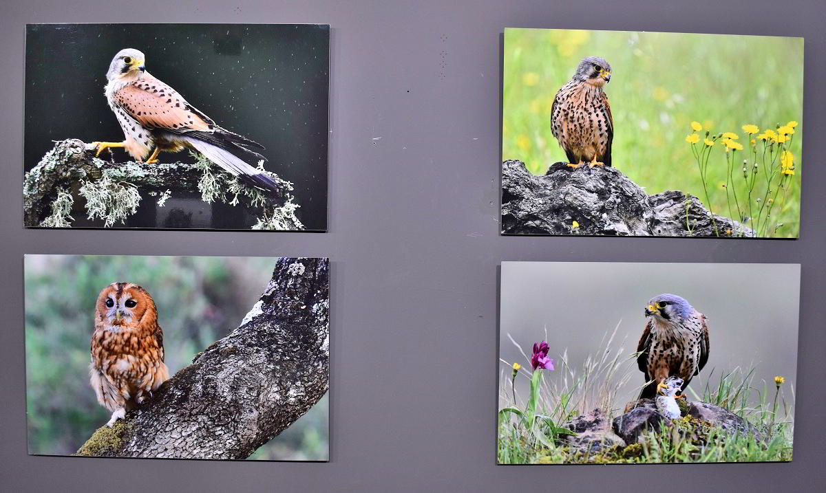 Conexiones Naturales: La Exposición Fotográfica 'Cuatro Objetivos, Una Tierra' 43 Conexiones Naturales: La Exposición Fotográfica 'Cuatro Objetivos, Una Tierra' 43
