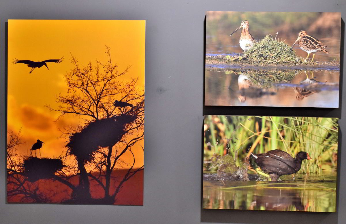 Conexiones Naturales: La Exposición Fotográfica 'Cuatro Objetivos, Una Tierra' 44 Conexiones Naturales: La Exposición Fotográfica 'Cuatro Objetivos, Una Tierra' 44