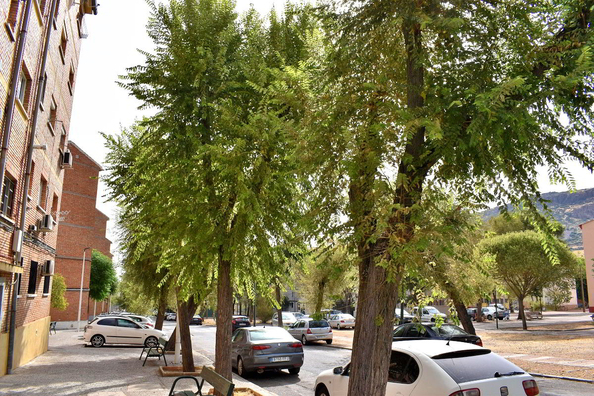 Puertollano Intensifica el Control de la Plaga de Galeruca en Olmos de Más de 30 Calles 2 Puertollano Intensifica el Control de la Plaga de Galeruca en Olmos de Más de 30 Calles 2