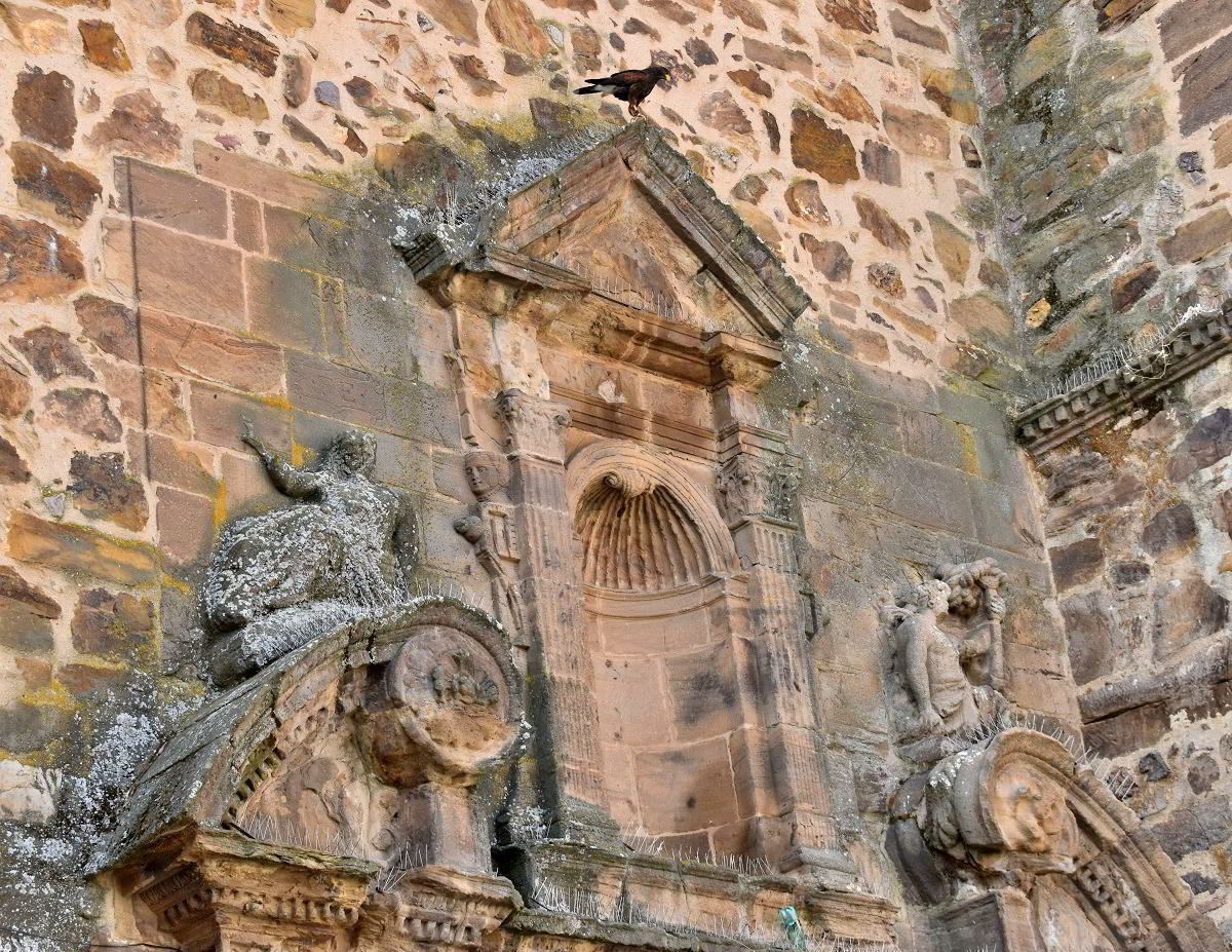 Puertollano Implementa Cetrería Ecológica: Águilas y Halcones Implementarán un Control Natural de Palomas y Estorninos 2