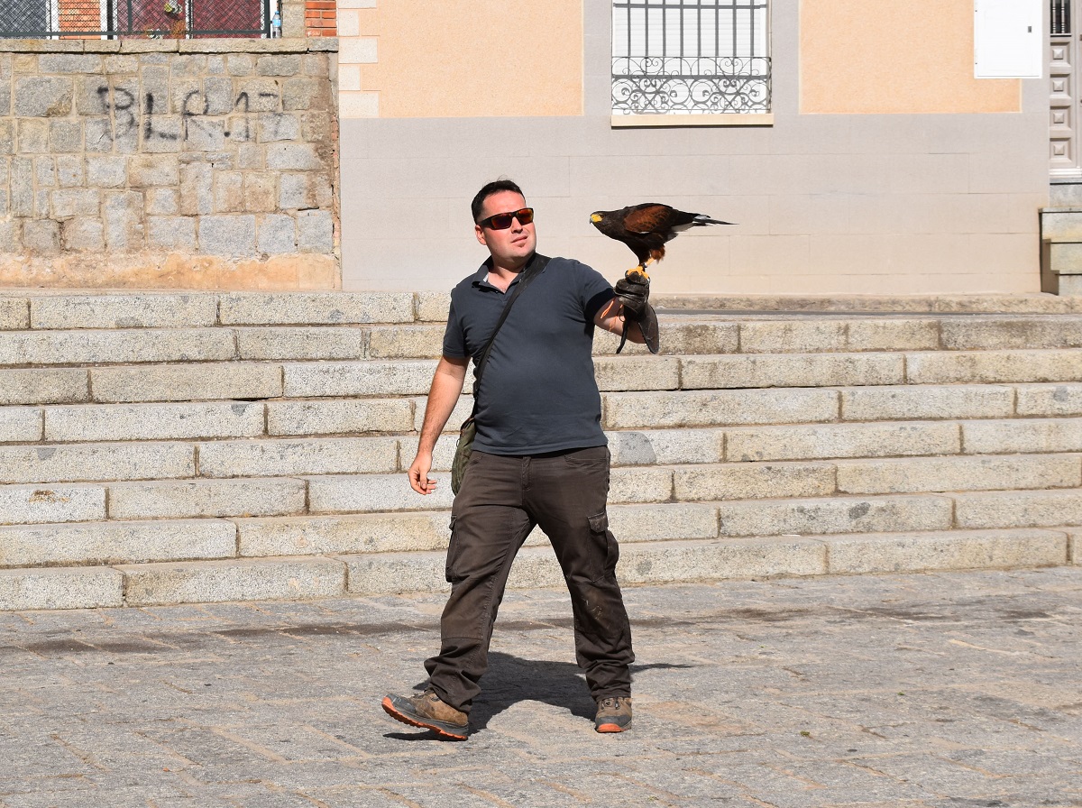 Puertollano Implementa Cetrería Ecológica: Águilas y Halcones Implementarán un Control Natural de Palomas y Estorninos 3