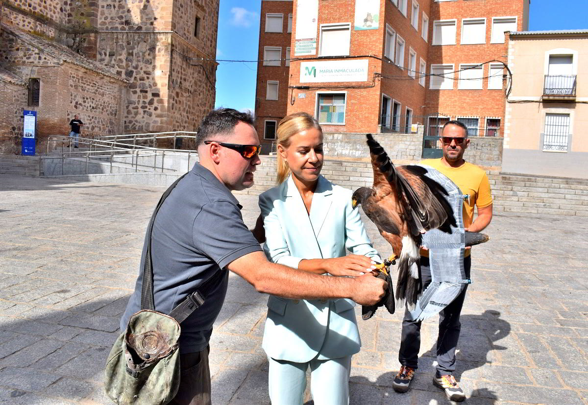Puertollano Implementa Cetrería Ecológica: Águilas y Halcones Implementarán un Control Natural de Palomas y Estorninos 4