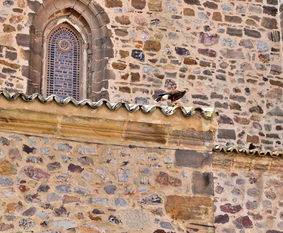 Puertollano Implementa Cetrería Ecológica: Águilas y Halcones Implementarán un Control Natural de Palomas y Estorninos 5