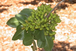 Pistachos, IRIAF