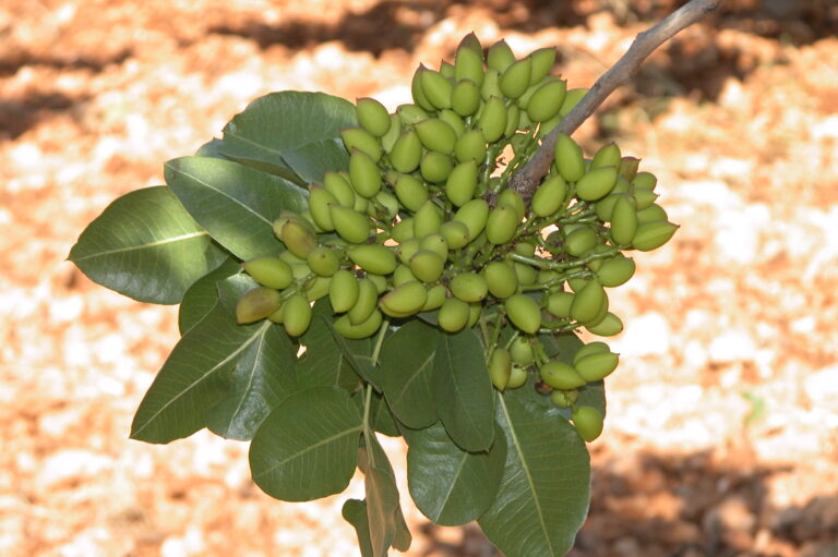 Pistachos, IRIAF